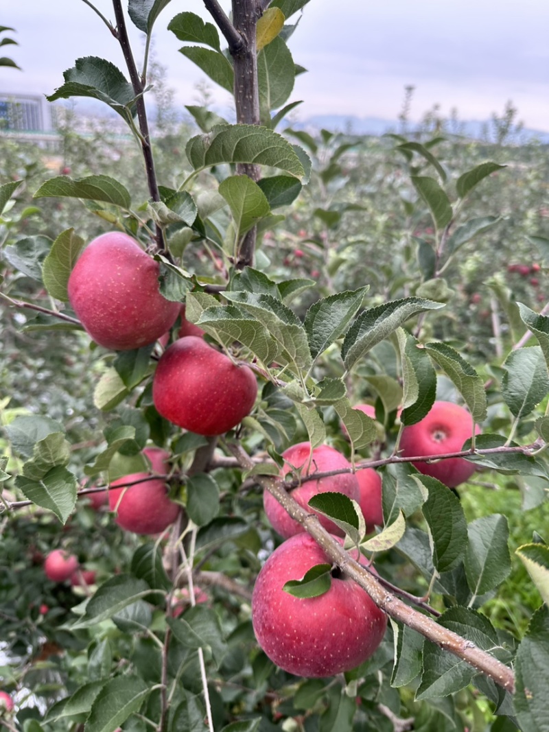 昭通苹果糖心苹果丑苹果