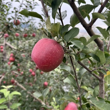 昭通苹果糖心苹果丑苹果