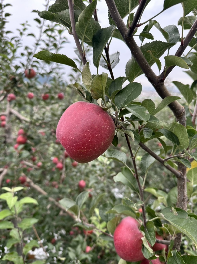 昭通苹果糖心苹果丑苹果