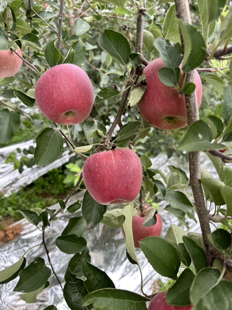 昭通苹果糖心苹果丑苹果