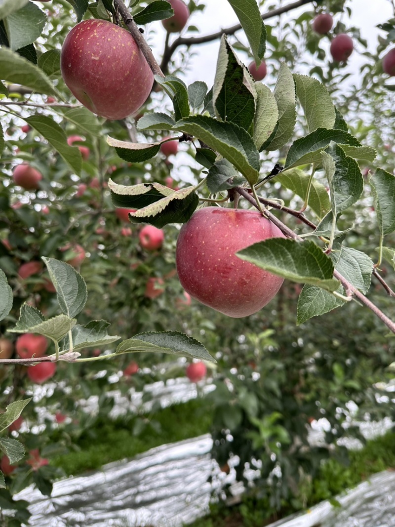 昭通苹果糖心苹果丑苹果