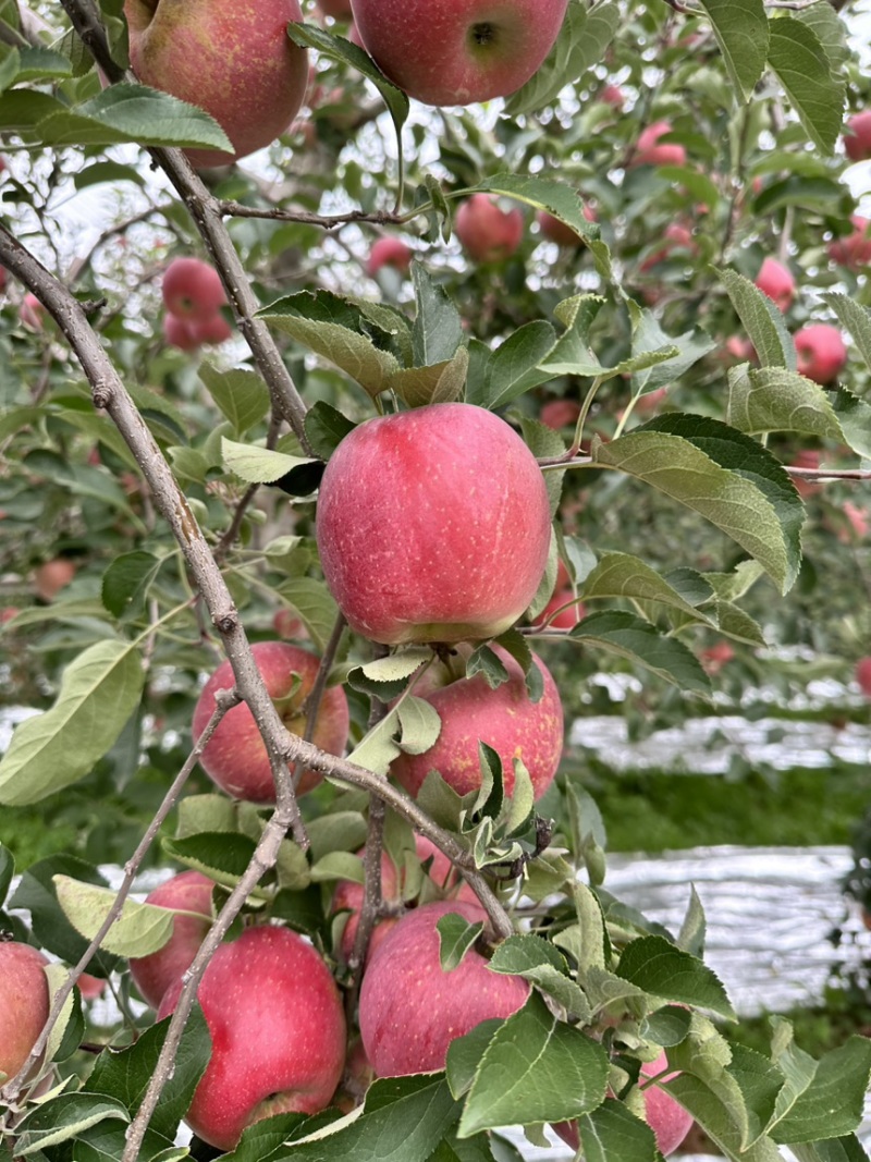 昭通苹果糖心苹果丑苹果