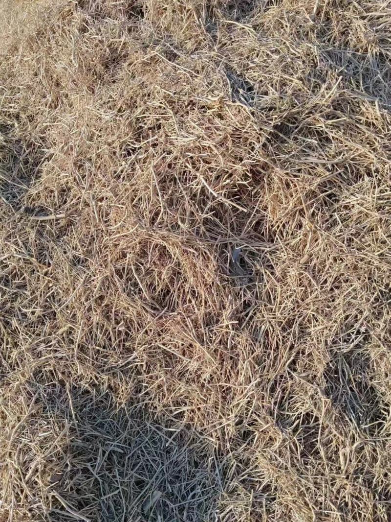孜然杆子，打粉神奇