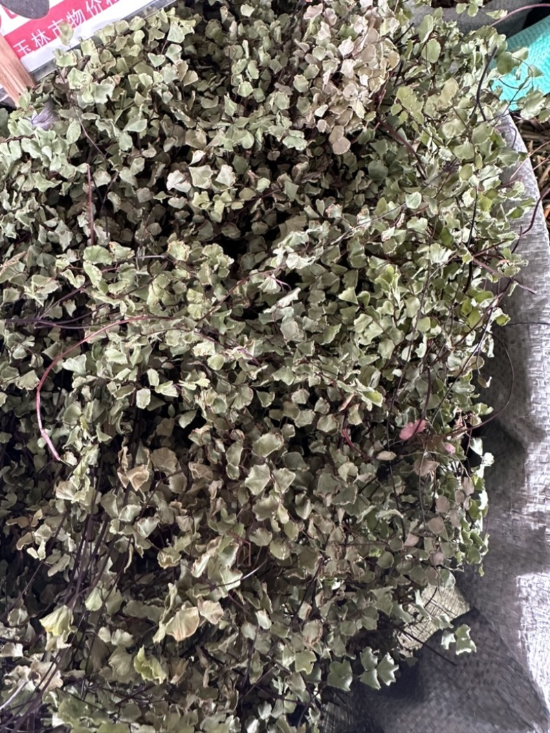 铁线莲