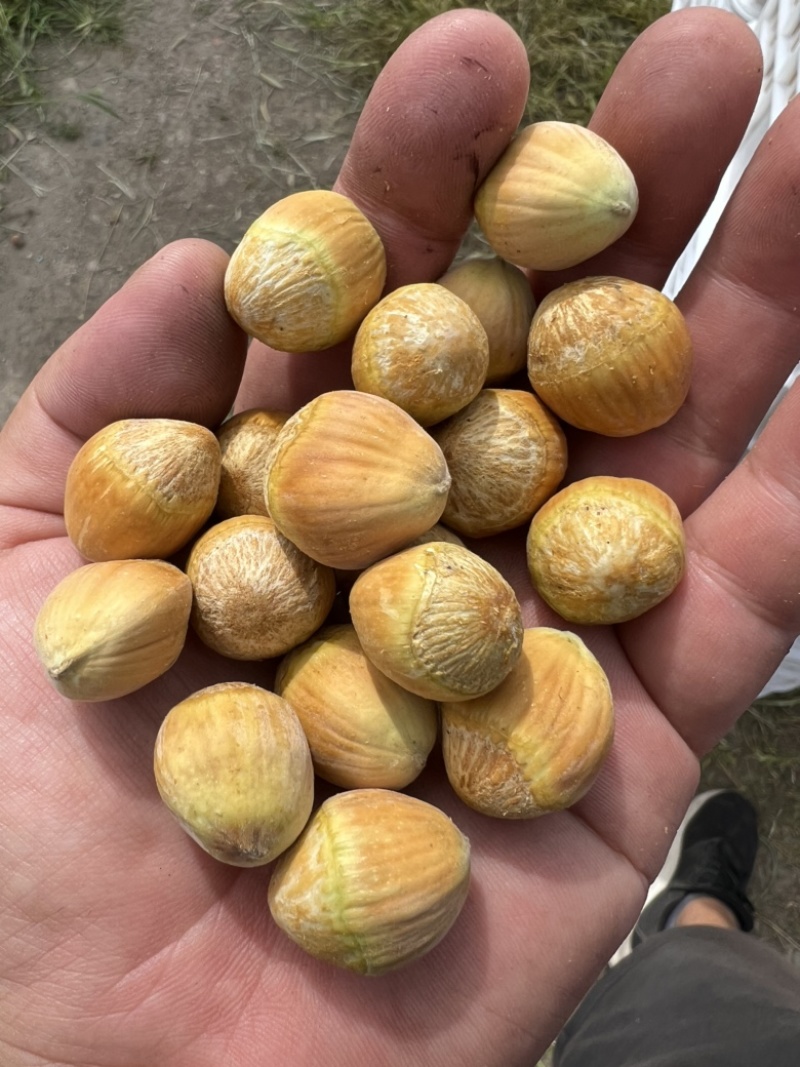 常年批发榛子，熟榛子，生榛子，货源充足，全国可发货