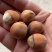 常年批发榛子，熟榛子，生榛子，货源充足，全国可发货