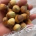 常年批发榛子，熟榛子，生榛子，货源充足，全国可发货