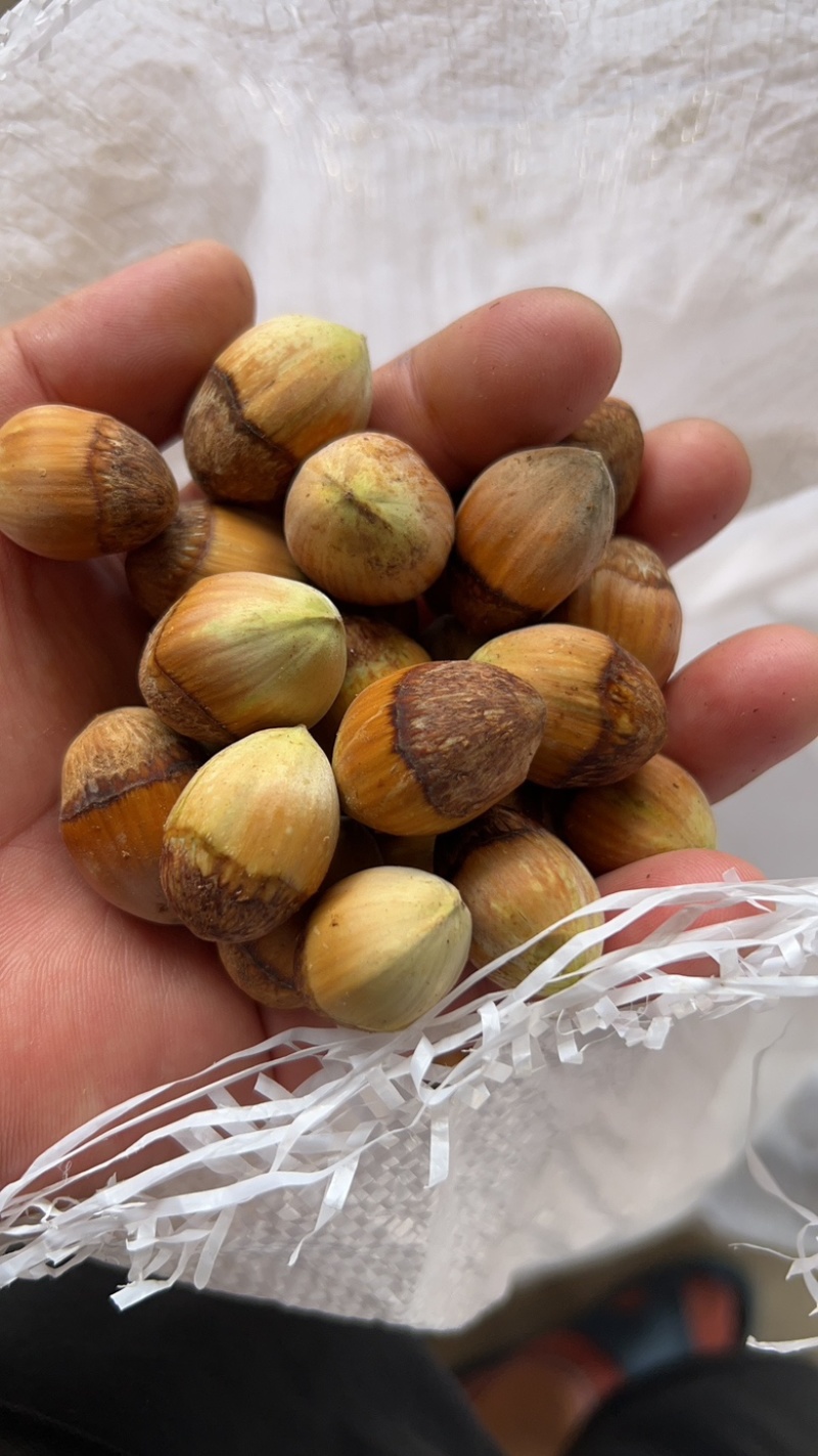 常年批发榛子，熟榛子，生榛子，货源充足，全国可发货
