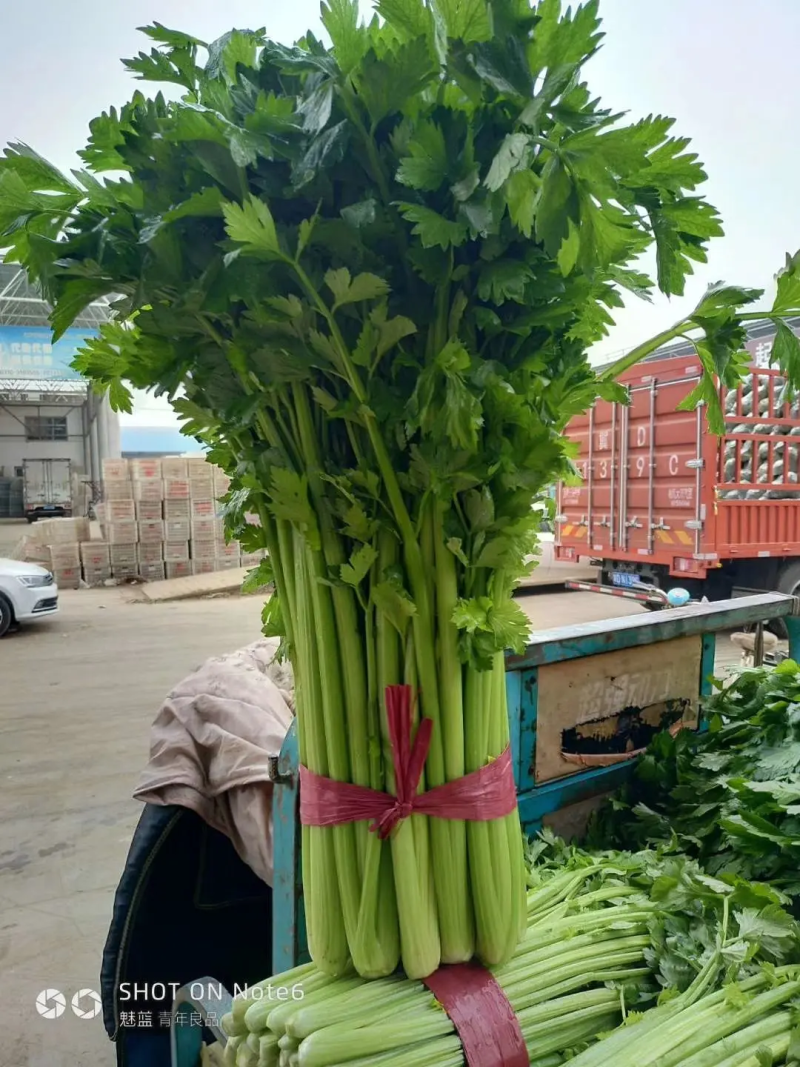 芹菜/精品芹菜无空心质量保证稳定货源全国发货诚信经营