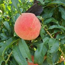 秋甜，果面干净，口感爽脆，糖分在20个左右，桃中精品。