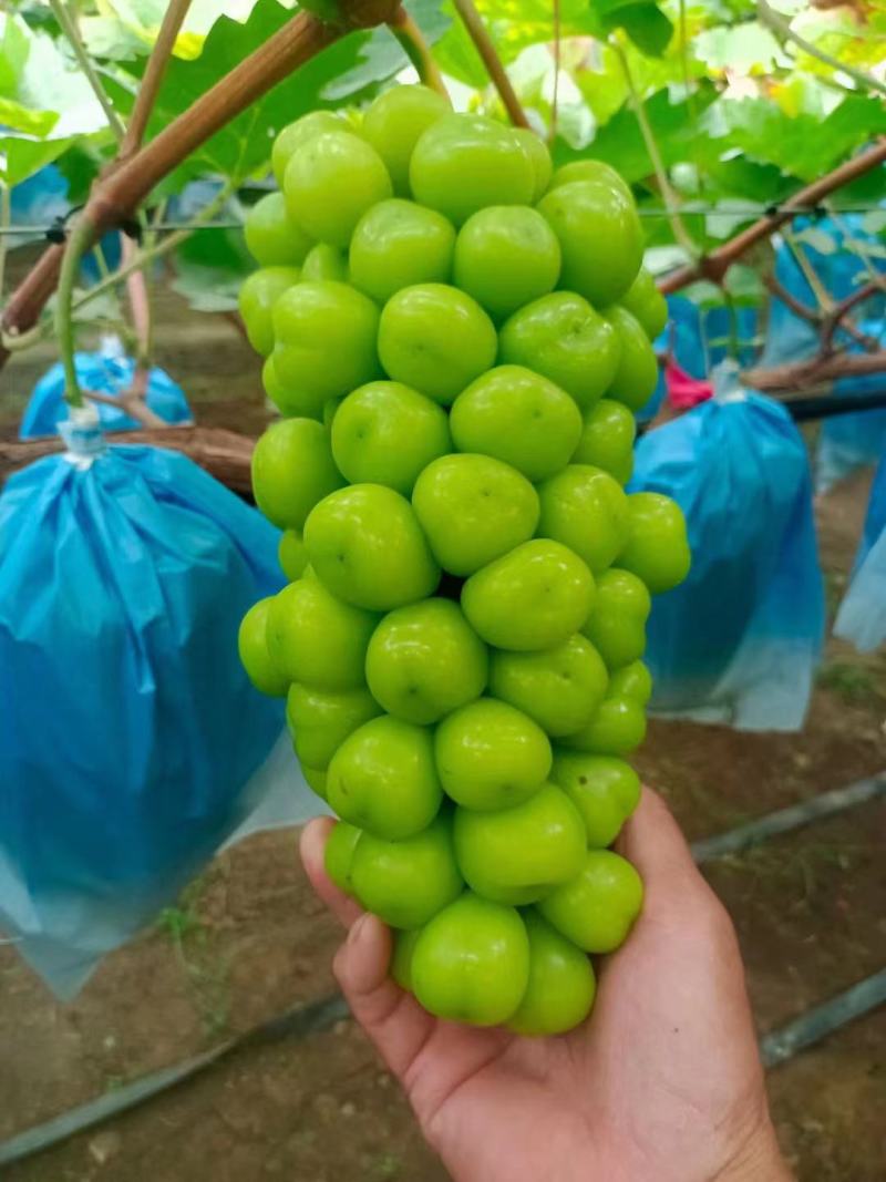 〔实力〕阳光玫瑰葡萄/高端品质/基地现发/糖度高/串型紧
