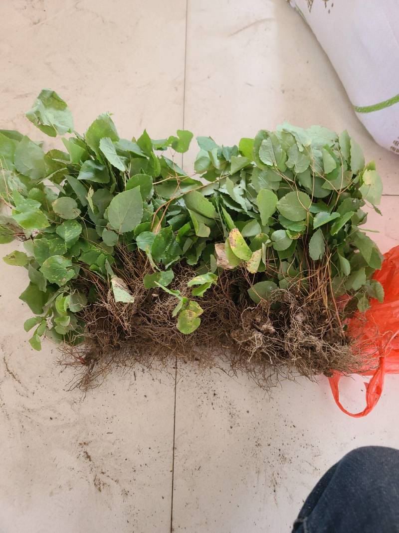 小圆叶淫羊藿种苗野生苗子高含量全株