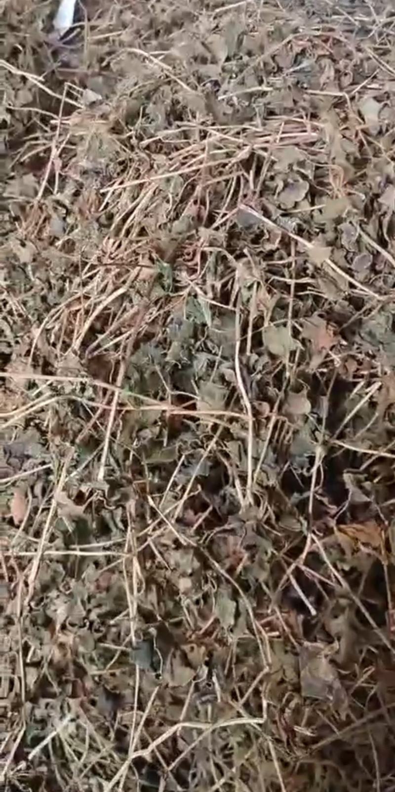 【干叶】2023鱼腥草，产地直销，干净无杂，无泥无沙尘