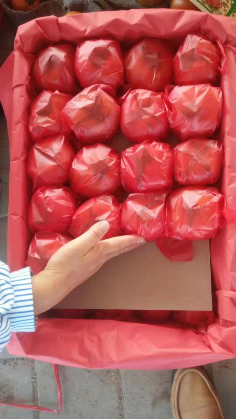 【牛商优选】山东聊城，西红柿产区大量供应，电商，商超，