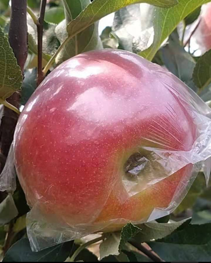 河北苹果美八苹果膜袋苹果产地一手货源量大从优