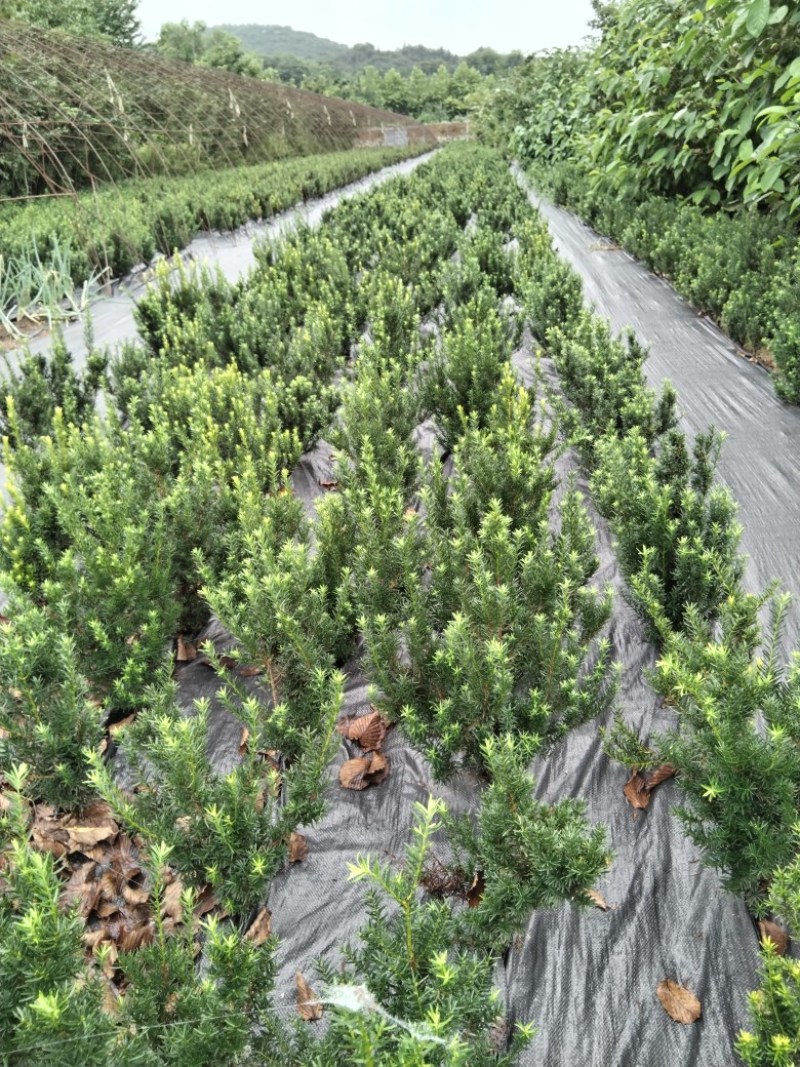 优质红豆杉杯苗50厘米高高成活量大从优欢迎来电洽谈