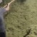落神花玫瑰茄各种花茶中药材批发