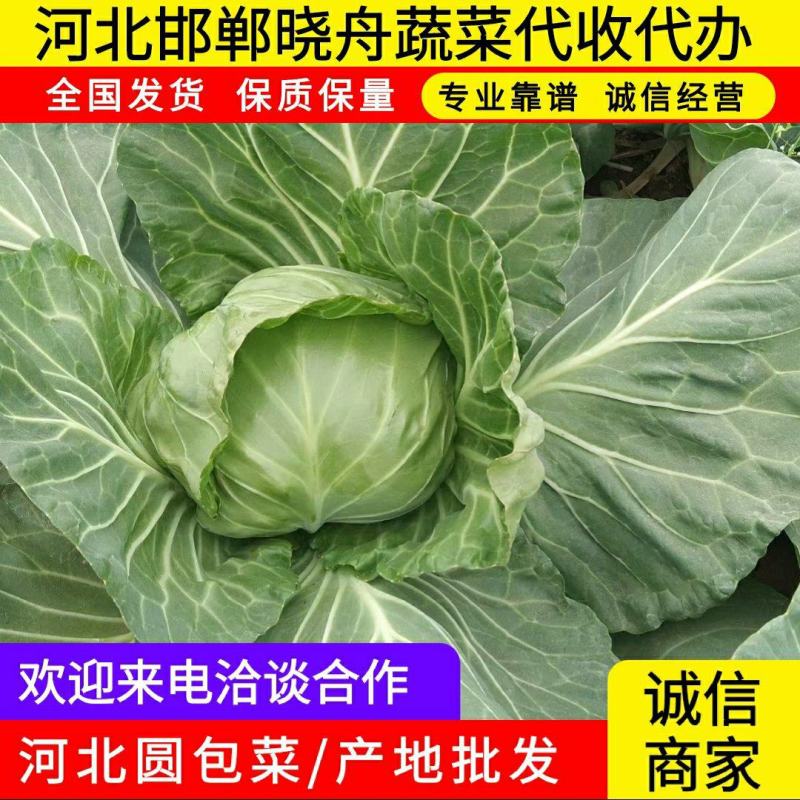 精品甘蓝大量上市，产地直发，量大从优，价格随行就市，