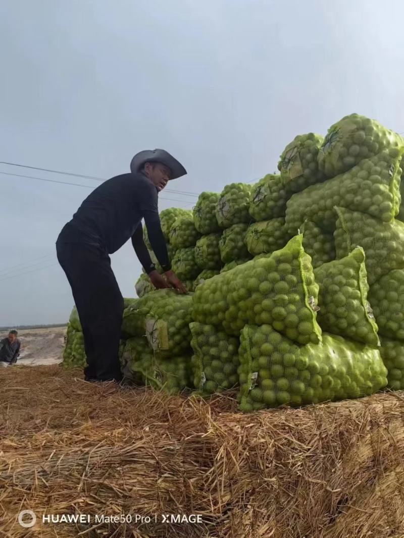 青皮核桃