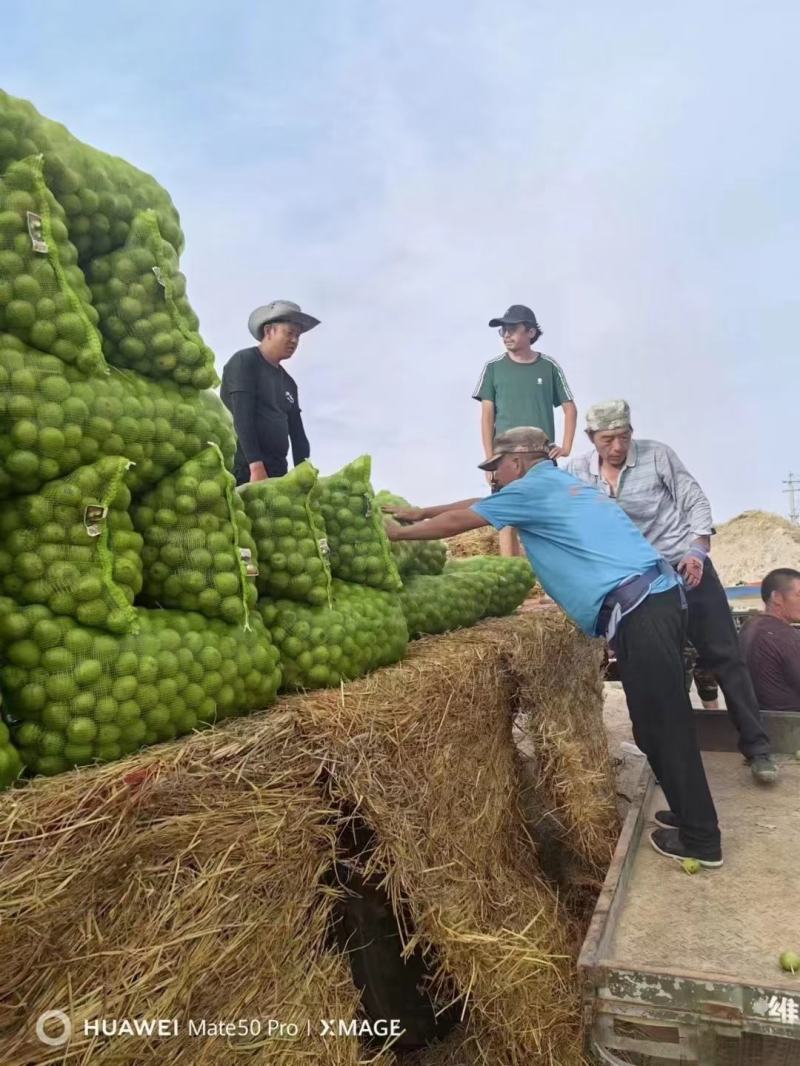 青皮核桃