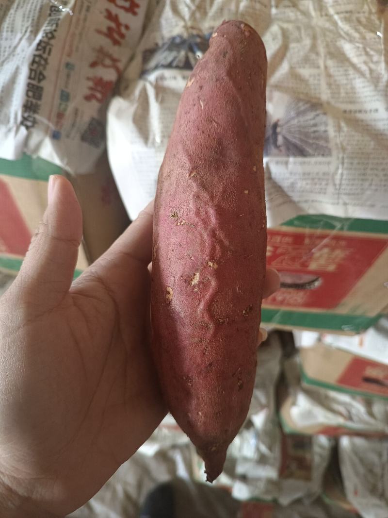西瓜红丘陵沙地，口感软糯香甜，颜色鲜艳，箱装袋装