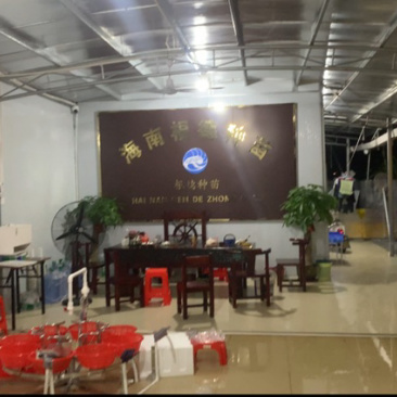 海南根德种苗南美白对虾虾苗标粗场江门苗场