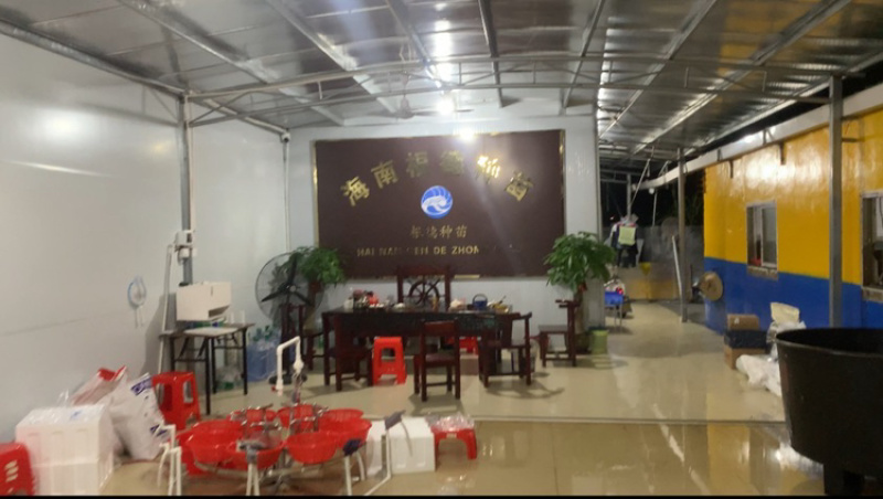 海南根德种苗南美白对虾虾苗标粗场江门苗场