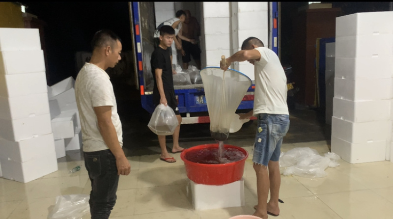 海南根德种苗南美白对虾虾苗标粗场江门苗场