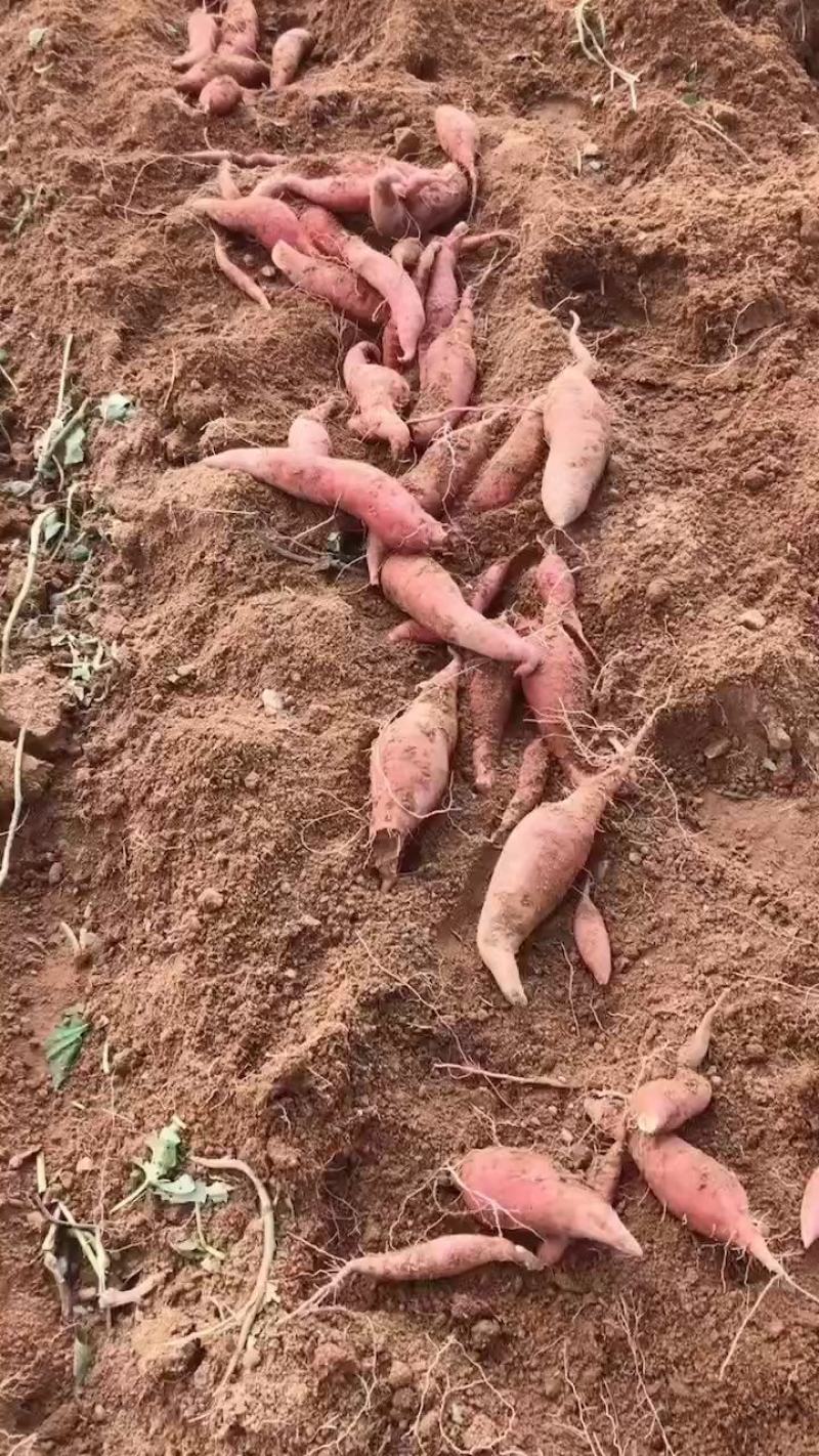 烟薯产地上市，三到一斤左右，颜色鲜艳，口感软糯香甜，沙地