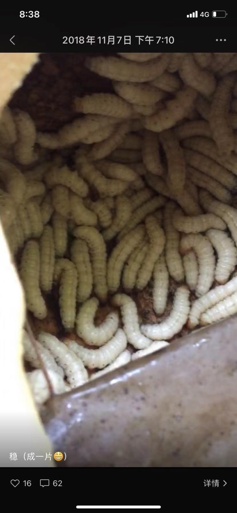 云南西双版纳.竹虫..白虫大量出货