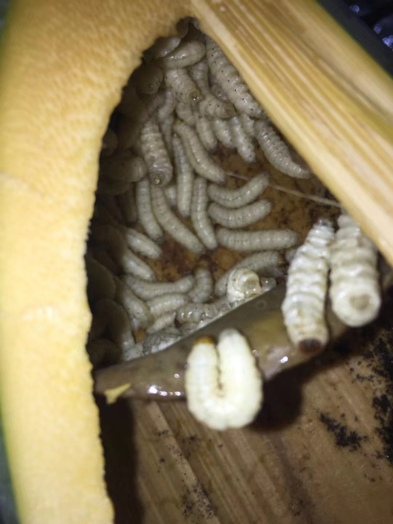 云南西双版纳.竹虫..白虫大量出货