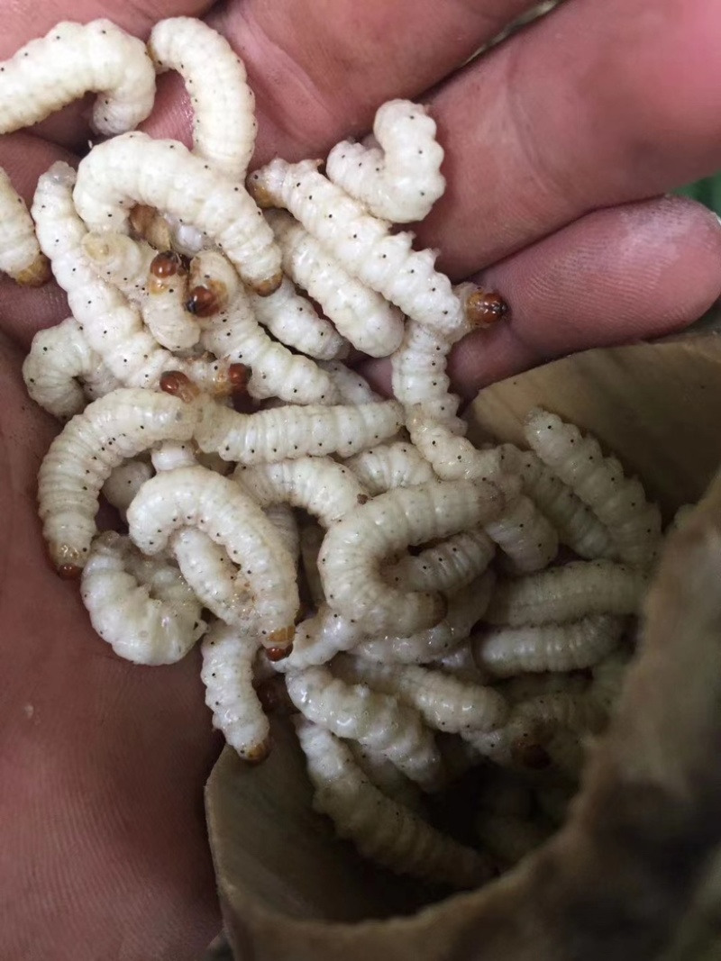 云南西双版纳.竹虫..白虫大量出货