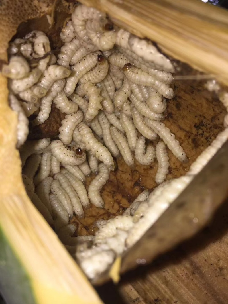 云南西双版纳.竹虫..白虫大量出货
