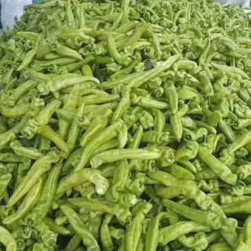 黄皮尖椒产地直供，规格25厘米左右，质量好