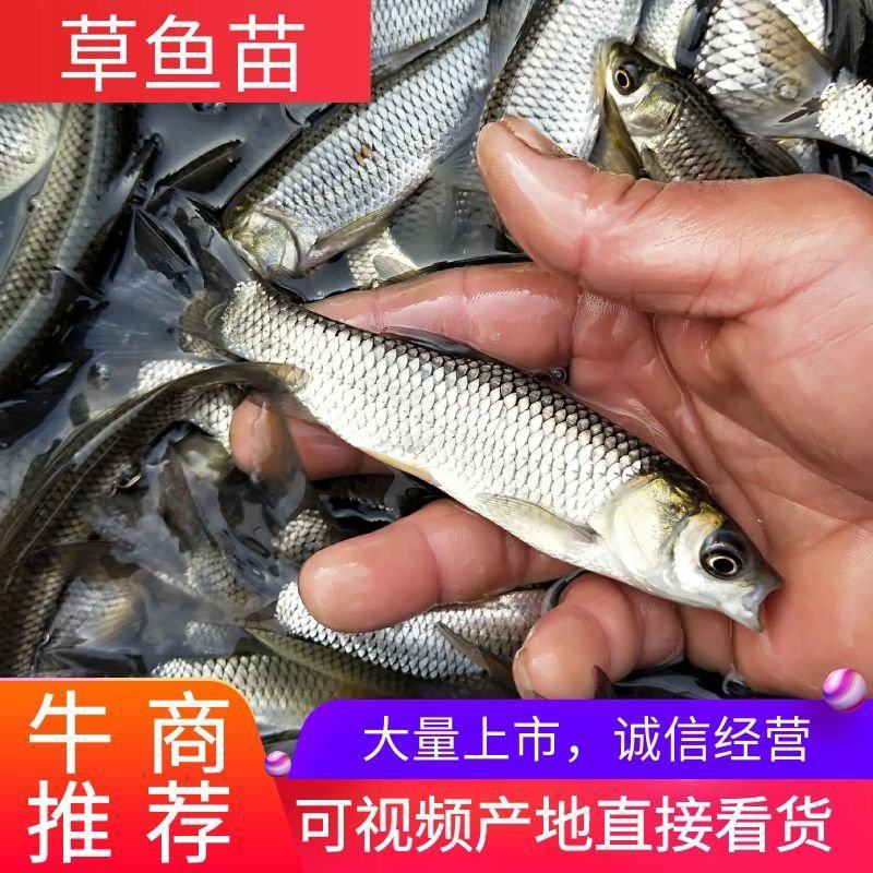 草鱼苗，产地直发，成活率高大水面养殖提供技术指导