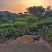 山东松树-黑松造型黑松黑松盆景斜飘造型松