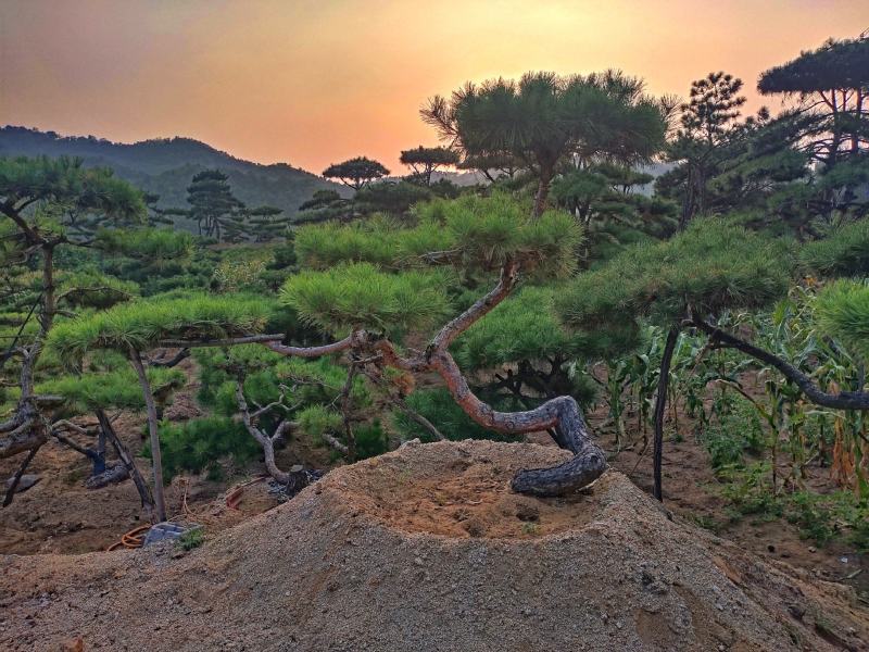 山东松树-黑松造型黑松黑松盆景斜飘造型松
