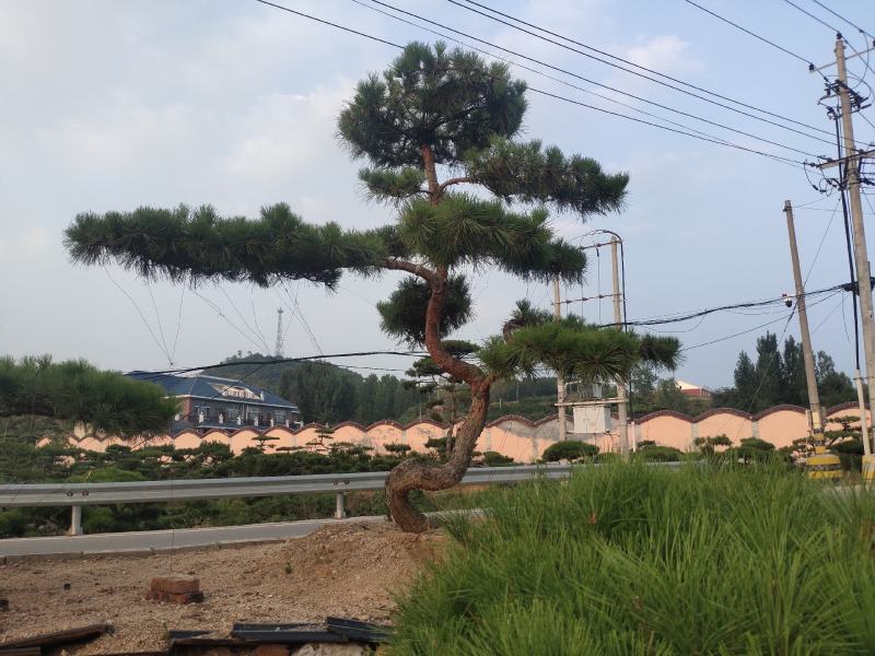 山东松树-黑松造型黑松黑松盆景斜飘造型松