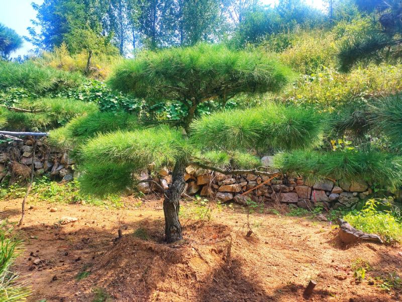 山东松树-黑松造型黑松黑松盆景斜飘造型松