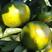 【国庆一号】湖南精品蜜橘已上市，一手货源，品诚信经营