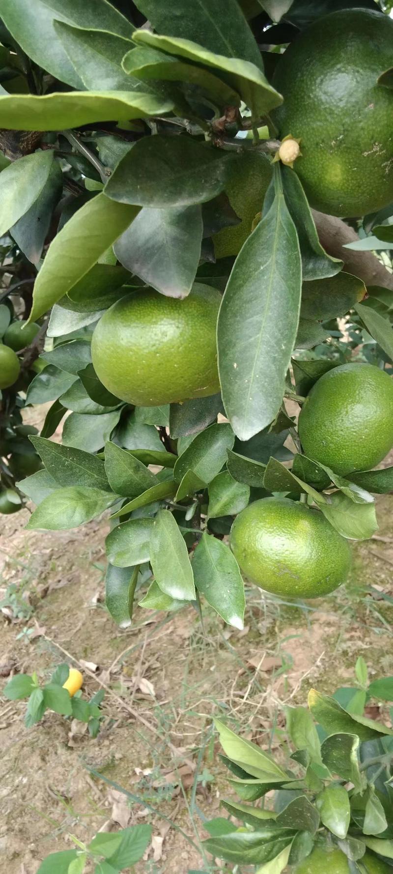【国庆一号】湖南精品蜜橘已上市，一手货源，品诚信经营