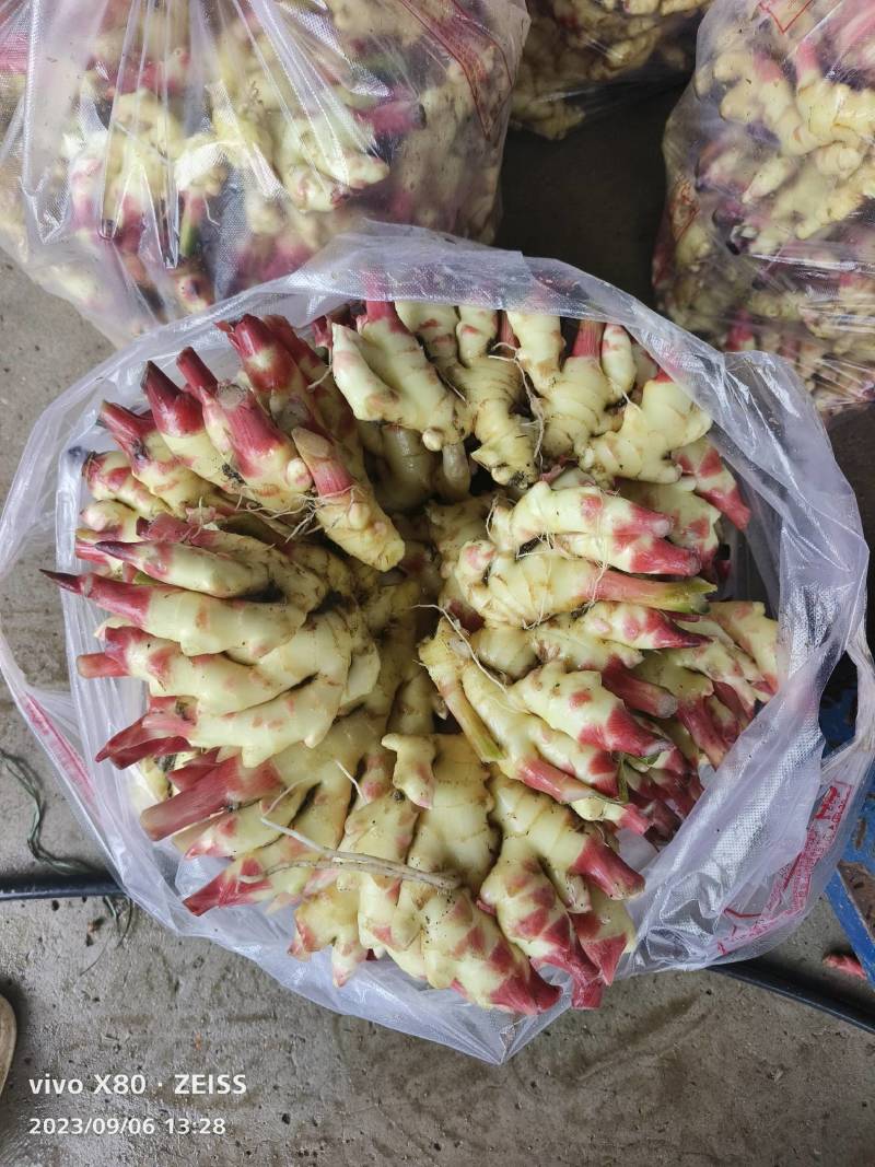 小黄姜，二黄姜，大黄姜，白姜基地直供全国可发车专业供应链