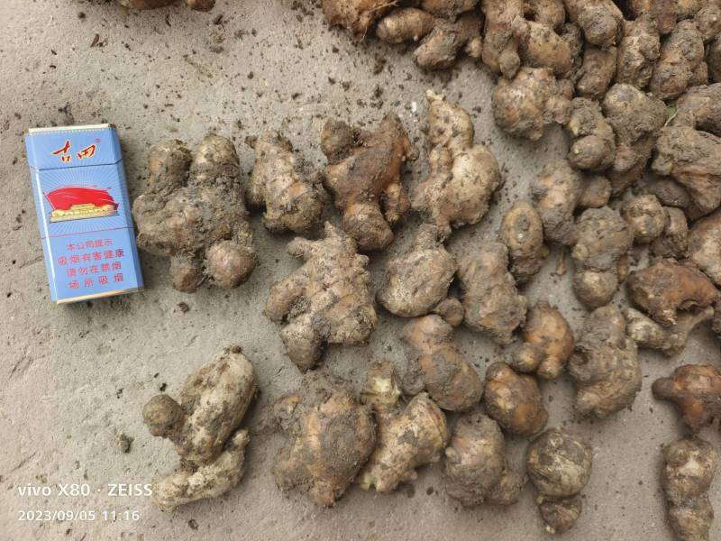 小黄姜，二黄姜，大黄姜，白姜基地直供全国可发车专业供应链
