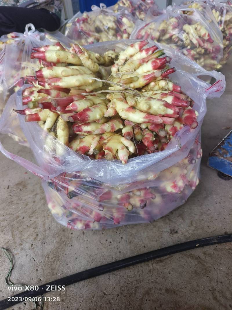 小黄姜，二黄姜，大黄姜，白姜基地直供全国可发车专业供应链
