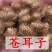 苍耳子