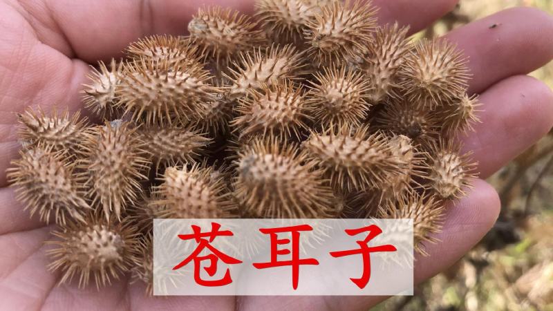 苍耳子