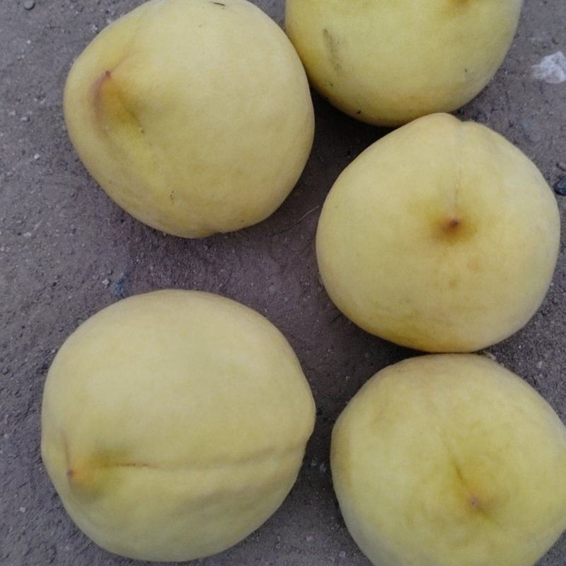 黄毛桃巨黄金