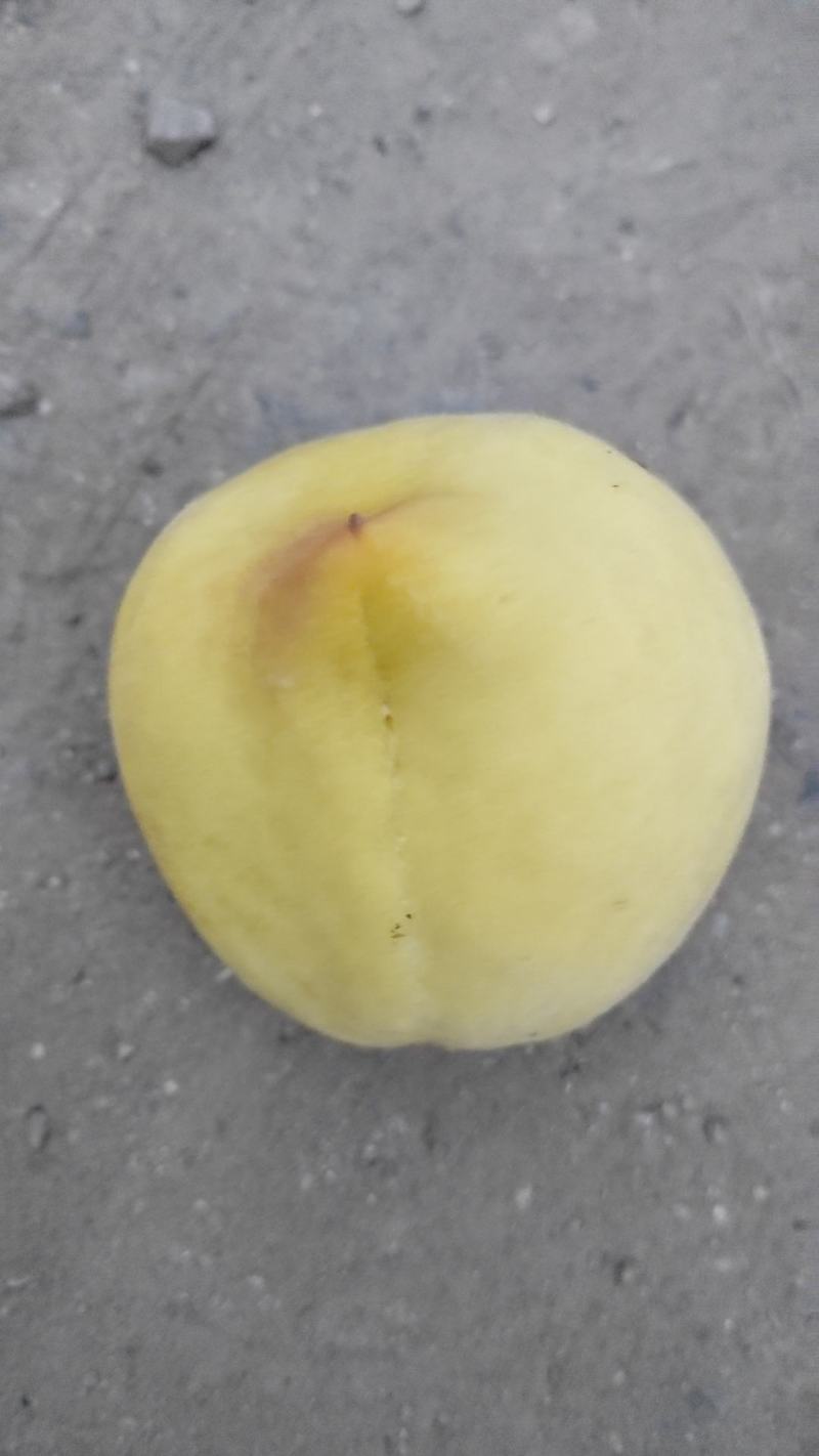 黄毛桃巨黄金