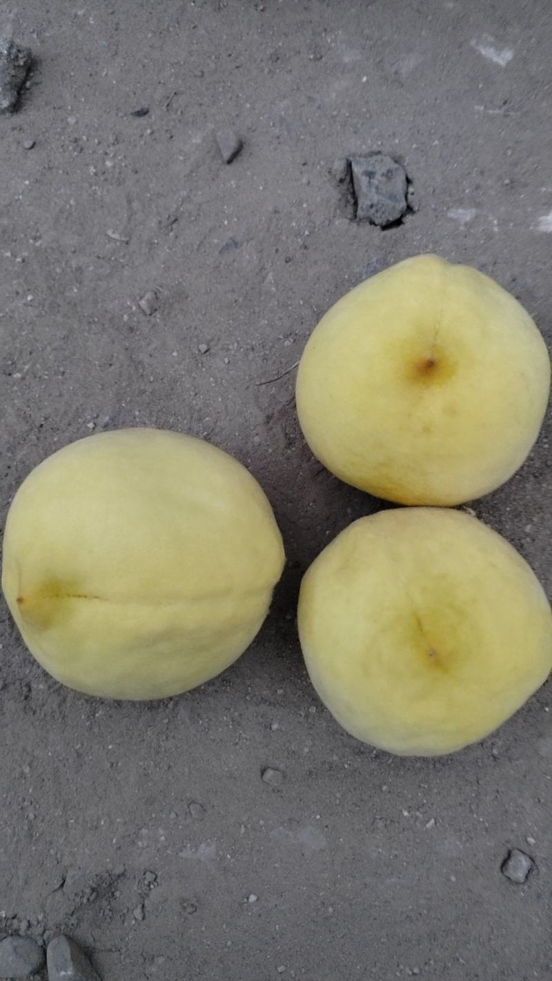 黄毛桃巨黄金