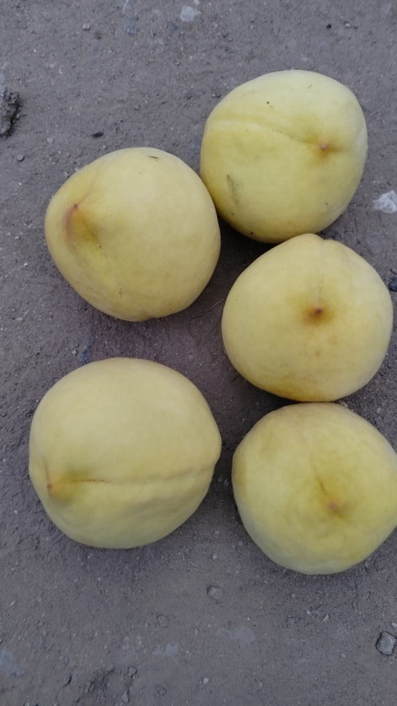 黄毛桃巨黄金